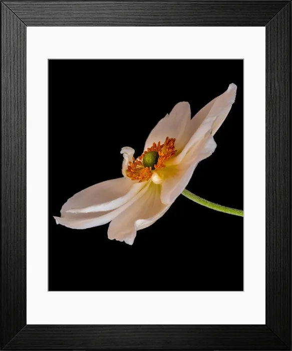 Framed Print : Fine art still life floral color macro image of a single isolated white autumn anemone blossom Framed Print : Fine art still life floral color macro image of a single isolated white autumn anemone blossom