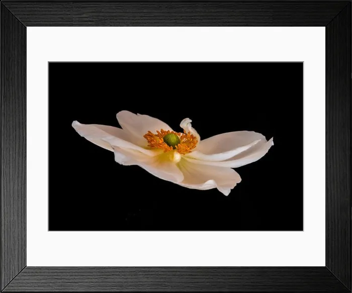 Framed Print : Fine art still life floral color macro image of a single isolated white autumn anemone blossom Framed Print : Fine art still life floral color macro image of a single isolated white autumn anemone blossom