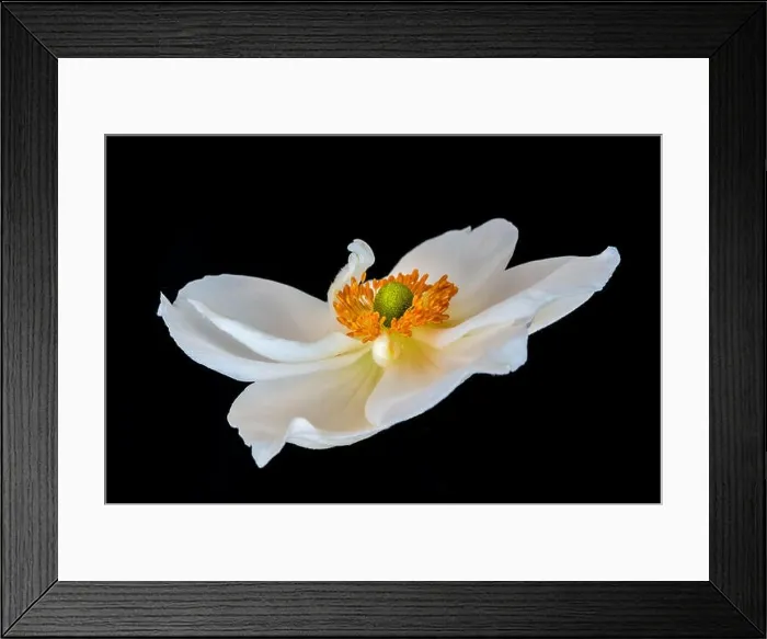 Framed Print : Fine art still life floral color macro image of a single isolated white autumn anemone blossom Framed Print : Fine art still life floral color macro image of a single isolated white autumn anemone blossom
