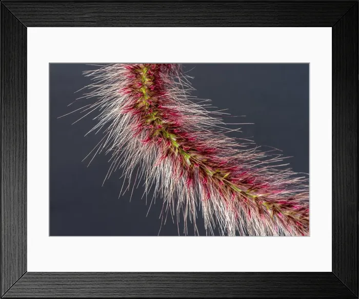 Framed Print : Fine art still life detailed color macro of a part of a single isolated chinese pennisetum / chinese fountaing / dwarf Framed Print : Fine art still life detailed color macro of a part of a single isolated chinese pennisetum / chinese fountaing / dwarf