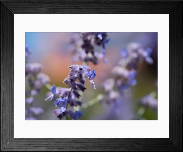 Framed Print : Color outdoor floral image of a perovskia / russian sage / blue spire blossom taken on a sunny summer day with blurred Framed Print : Color outdoor floral image of a perovskia / russian sage / blue spire blossom taken on a sunny summer day with blurred