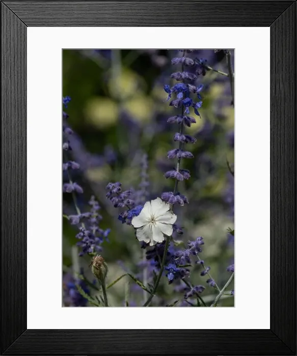 Framed Print : Natural color outdoor macro of a wide open white blooming crown campion surrounded by dark blue violet perovskias