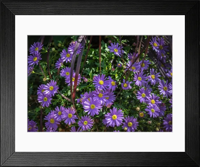 Framed Print : Color outdoor natural floral close up image of a bunch / bouquet of flowering violet yellow erigeron / daisy blossoms Framed Print : Color outdoor natural floral close up image of a bunch / bouquet of flowering violet yellow erigeron / daisy blossoms