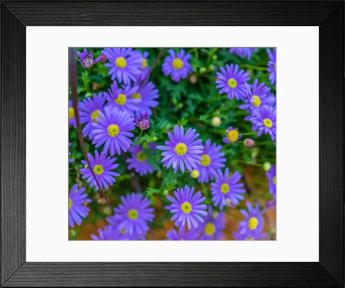 Framed Print : Fine art color outdoor floral close up image of a bunch / bouquet of flowering blue yellow erigeron / daisy blossoms Framed Print : Fine art color outdoor floral close up image of a bunch / bouquet of flowering blue yellow erigeron / daisy blossoms