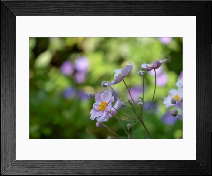 Framed Print : Pastel color outdoor floral impressionistic image of a blooming pink autumn anemone blossom