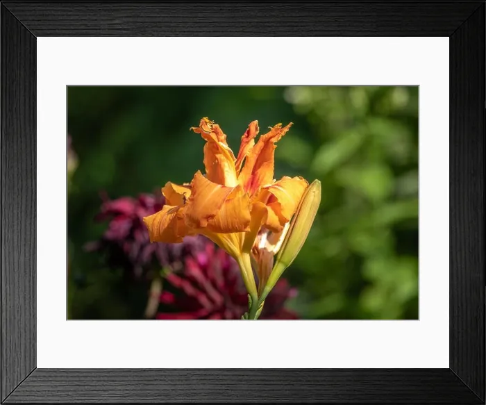 Framed Print : Color outdoor close up macro image of isolated orange daylily blossoms on natural blurred colorful background taken Framed Print : Color outdoor close up macro image of isolated orange daylily blossoms on natural blurred colorful background taken