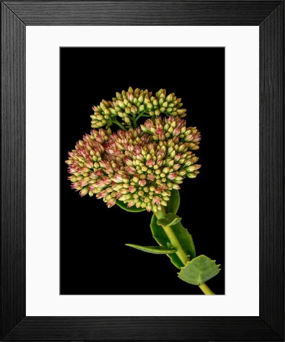 Framed Print : Fine art still life floral color macro of a single isolated stonecrop flower with evolving buds Framed Print : Fine art still life floral color macro of a single isolated stonecrop flower with evolving buds