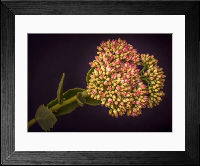 Framed Print : Fine art still life floral color macro of a single isolated stonecrop flower with evolving buds Framed Print : Fine art still life floral color macro of a single isolated stonecrop flower with evolving buds