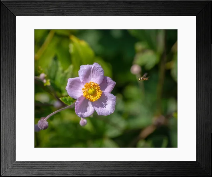 Framed Print : Bright color outdoor floral image of a blooming white pink autumn anemone blossom Framed Print : Bright color outdoor floral image of a blooming white pink autumn anemone blossom