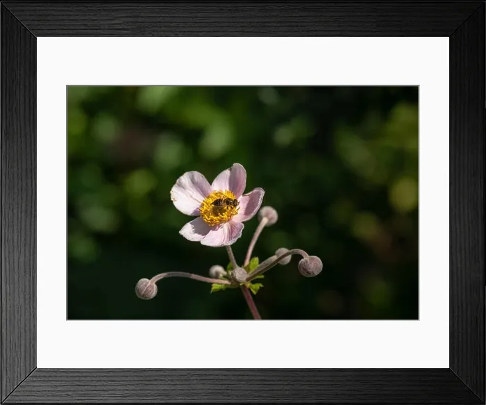 Framed Print : Color outdoor floral image of a single isolated blooming white light pink autumn anemone Framed Print : Color outdoor floral image of a single isolated blooming white light pink autumn anemone