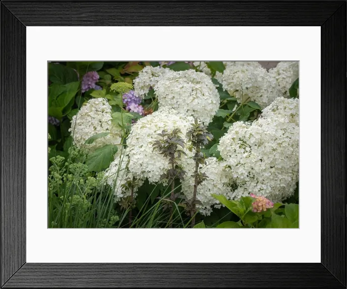 Framed Print : Color outdoor image of two small elderberry / black / european elder trees in front of large white lush hydrangea / hortensia