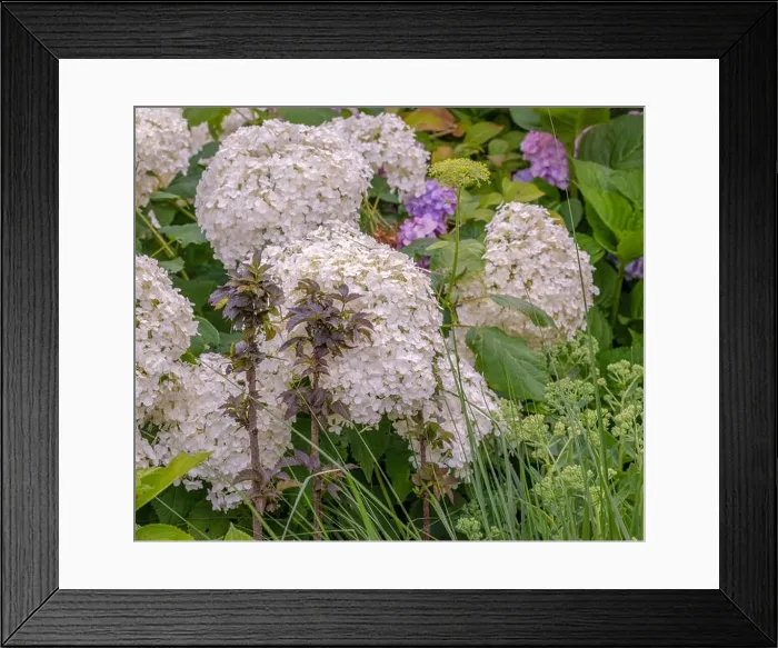 Framed Print : Color outdoor image of two small elderberry / black / european elder trees in front of large white lush hydrangea / hortensia Framed Print : Color outdoor image of two small elderberry / black / european elder trees in front of large white lush hydrangea / hortensia