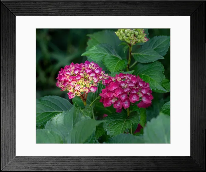 Framed Print : Color outdoor floral macro of a pair of flowering purple red yellow hydrangea  / hortensia blossoms