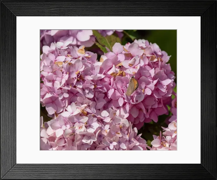 Framed Print : Outdoor summer / spring pastel color portrait of a single Meadow Brown butterfly on a pink hydrangea / hortensia blossom