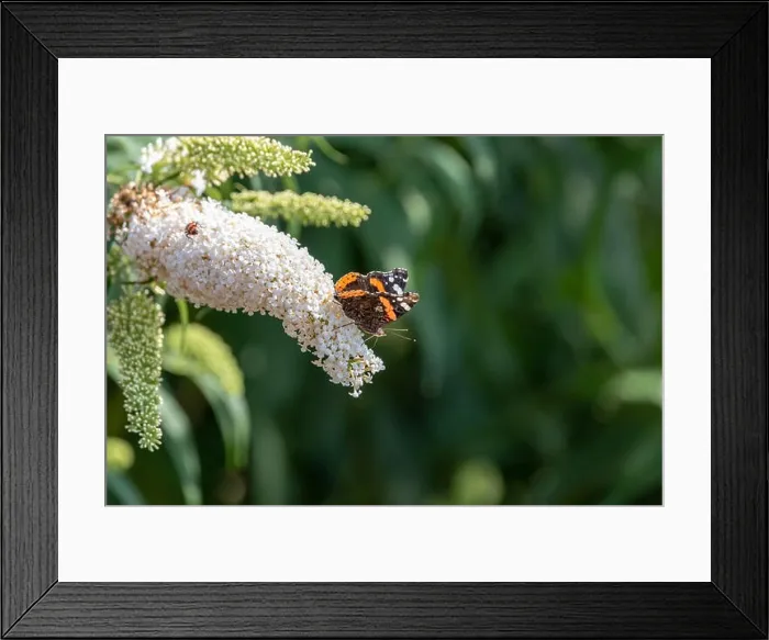 Framed Print : Color outdoor macro of a vanessa atalanta / red admiral / red admirable butterfly Framed Print : Color outdoor macro of a vanessa atalanta / red admiral / red admirable butterfly
