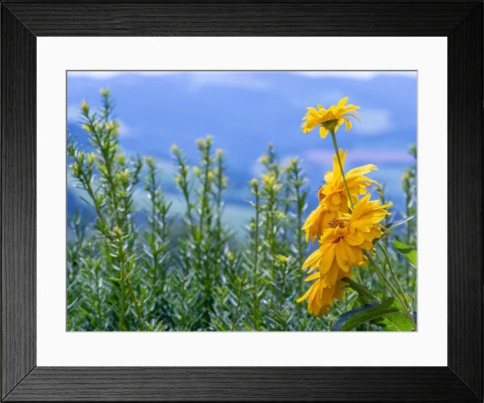 Framed Print : Outdoor floral macro of yellow blooming false sunflower / heliopsis sunflowers a on blurred rural landscape background