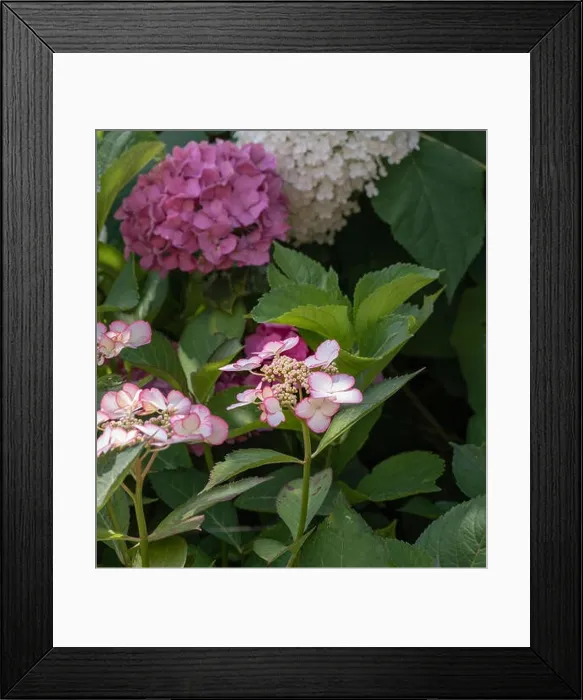 Framed Print : Color outdoor floral macro of a flowering pink white young hydrangea / hortensia blossom Framed Print : Color outdoor floral macro of a flowering pink white young hydrangea / hortensia blossom