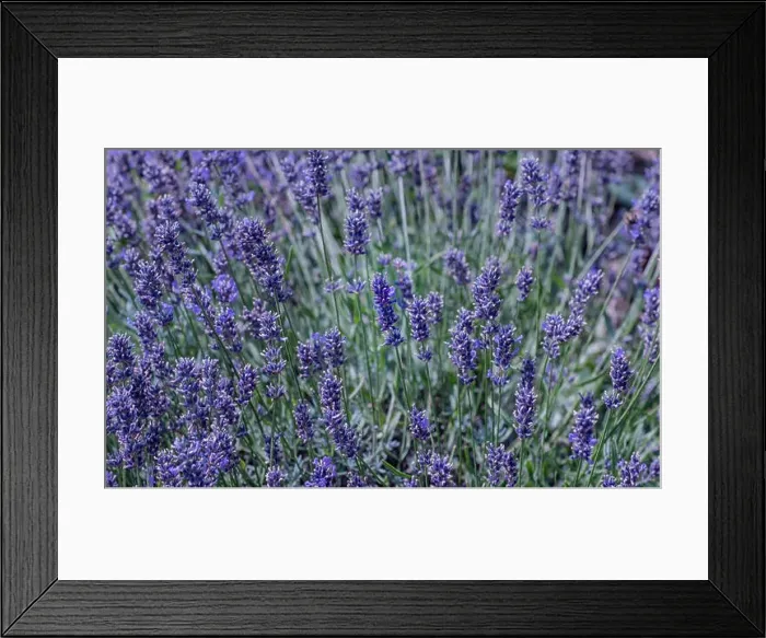 Framed Print : Colorful outdoor closeup floral nature image of blooming wild violet lavender a green meadow on a sunny summer day Framed Print : Colorful outdoor closeup floral nature image of blooming wild violet lavender a green meadow on a sunny summer day