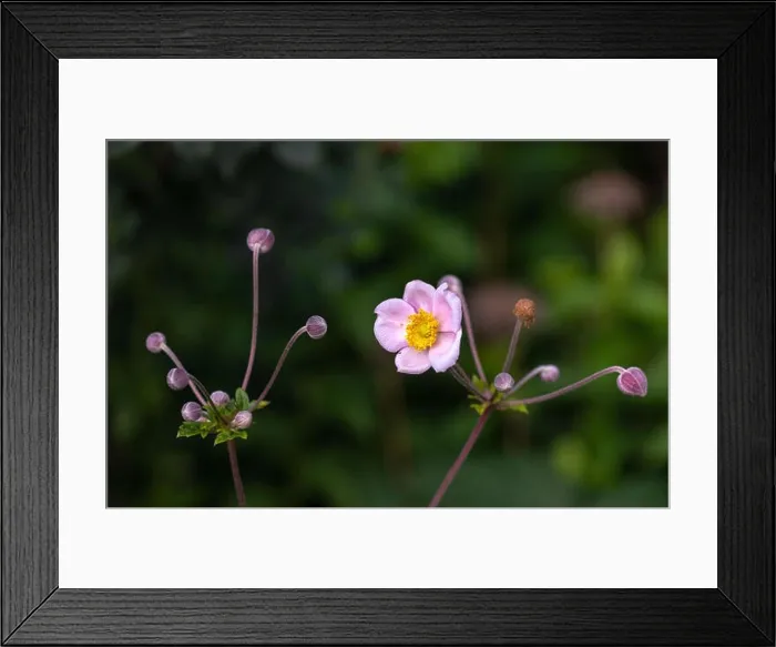 Framed Print : Color outdoor surrealistic floral image of a pink blooming autumn anemone blossom with buds taken on a sunny summer day