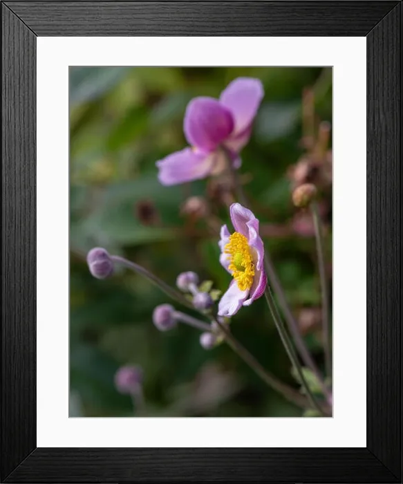 Framed Print : Bright color outdoor floral image of a single isolated blooming intense pink autumn anemone with buds seen from Framed Print : Bright color outdoor floral image of a single isolated blooming intense pink autumn anemone with buds seen from