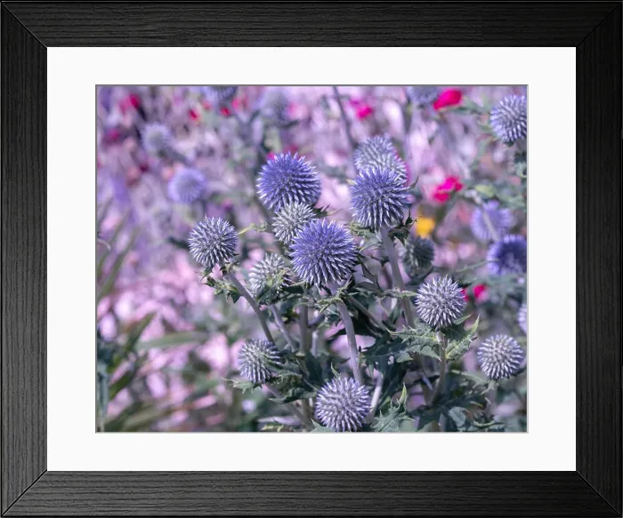 Framed Print : Colorful surrealistic floral outdoor close up of globe thistles with a field / meadow as natural blurred background Framed Print : Colorful surrealistic floral outdoor close up of globe thistles with a field / meadow as natural blurred background