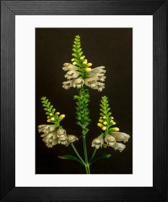 Framed Print : Fine art still life colorful macro image of a green white straight false dragonhead / obedient / obedience plant with three Framed Print : Fine art still life colorful macro image of a green white straight false dragonhead / obedient / obedience plant with three