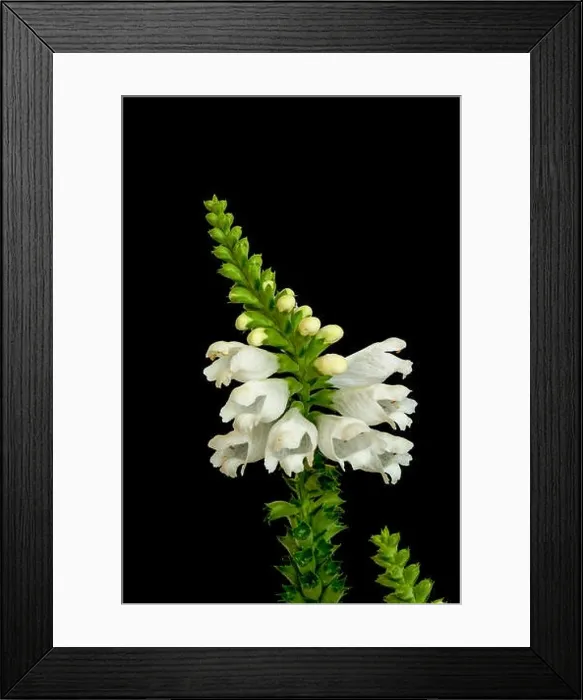 Framed Print : Fine art still life colorful macro image of a single isolated blossom of a green white false Framed Print : Fine art still life colorful macro image of a single isolated blossom of a green white false