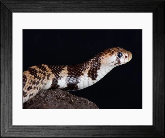 Framed Print : Eastern shield-nose snake (Aspidelaps scutatus fulafula) Framed Print : Eastern shield-nose snake (Aspidelaps scutatus fulafula)