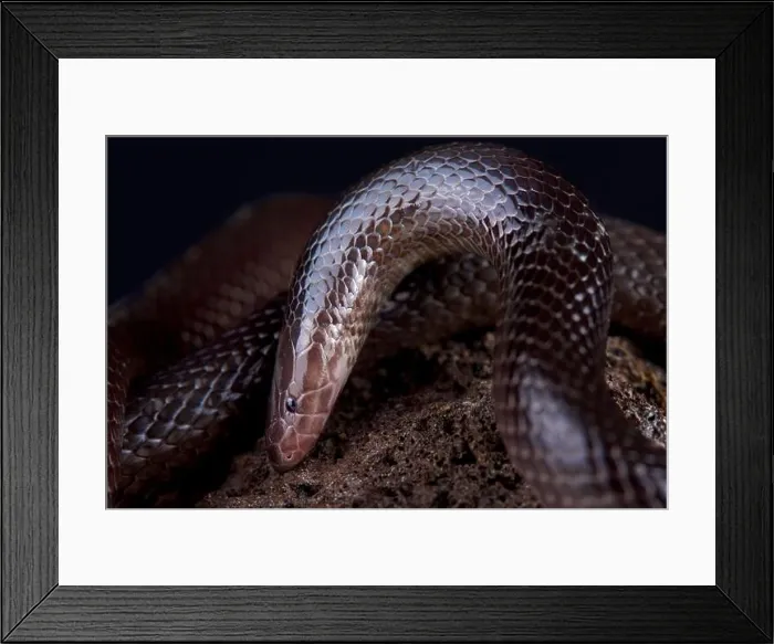 Framed Print : The Variable burrowing asp (Atractaspis irregularis) Framed Print : The Variable burrowing asp (Atractaspis irregularis)