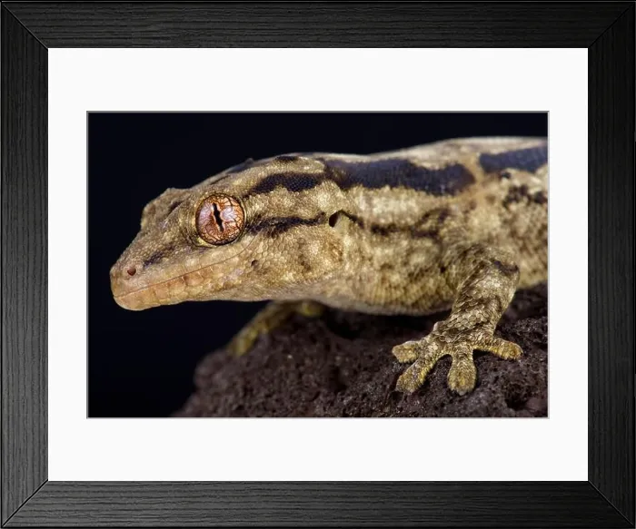 Framed Print : The Striped velvet gecko (Homopholis arnoldi) is a large, nocturnal gecko species from Southern Africa Framed Print : The Striped velvet gecko (Homopholis arnoldi) is a large, nocturnal gecko species from Southern Africa