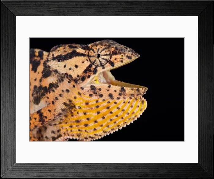 Framed Print : Mozambique flapped necked chameleon (Chamaeleo dilepis petersii)