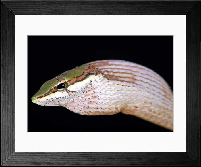 Framed Print : The Savanna vine snake (Thelotornis capensis) Framed Print : The Savanna vine snake (Thelotornis capensis)