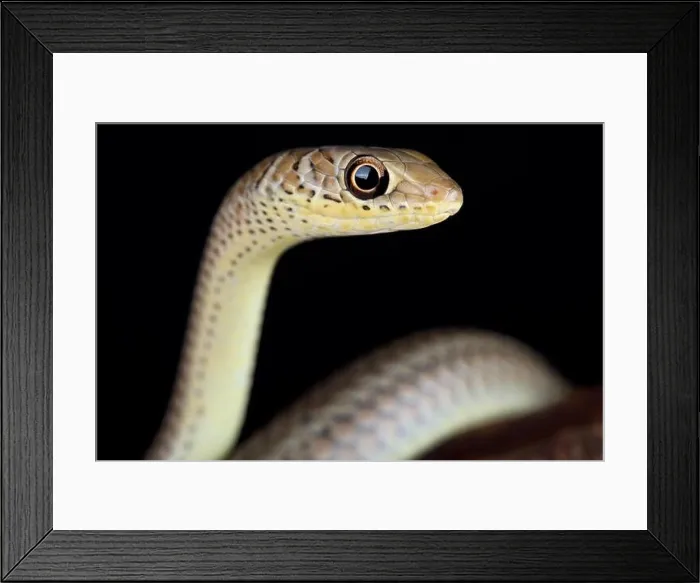 Framed Print : The short-snouted grass snake (Psammophis brevirostris) is a fast moving Framed Print : The short-snouted grass snake (Psammophis brevirostris) is a fast moving