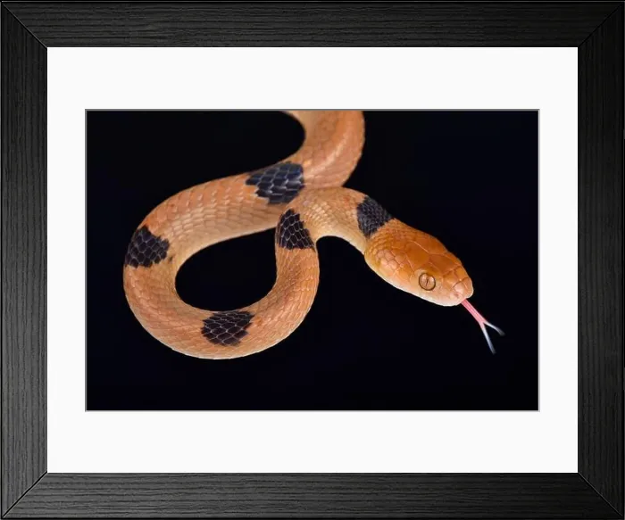Framed Print : The African tiger snake (Telescopus semiannulatus) is a rear-fanged venomous snake species found in Africa Framed Print : The African tiger snake (Telescopus semiannulatus) is a rear-fanged venomous snake species found in Africa