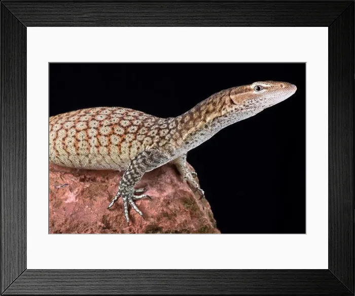 Framed Print : The Freckled monitor (varanus tristis orientalis) is a smaller monitor lizard, mainly found along eastern Australia