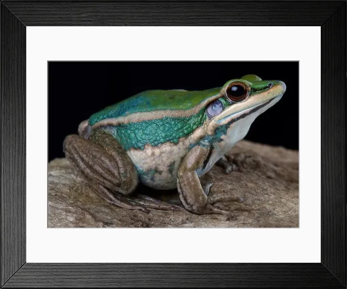 Framed Print : Common green frog (Hylarana erythraea) Framed Print : Common green frog (Hylarana erythraea)
