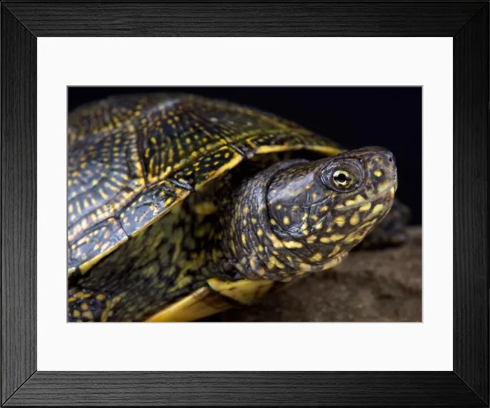 Framed Print : The Hellenic Pond Turtle (Emys orbicularis hellenica) is a beautiful European pond turtle species Framed Print : The Hellenic Pond Turtle (Emys orbicularis hellenica) is a beautiful European pond turtle species