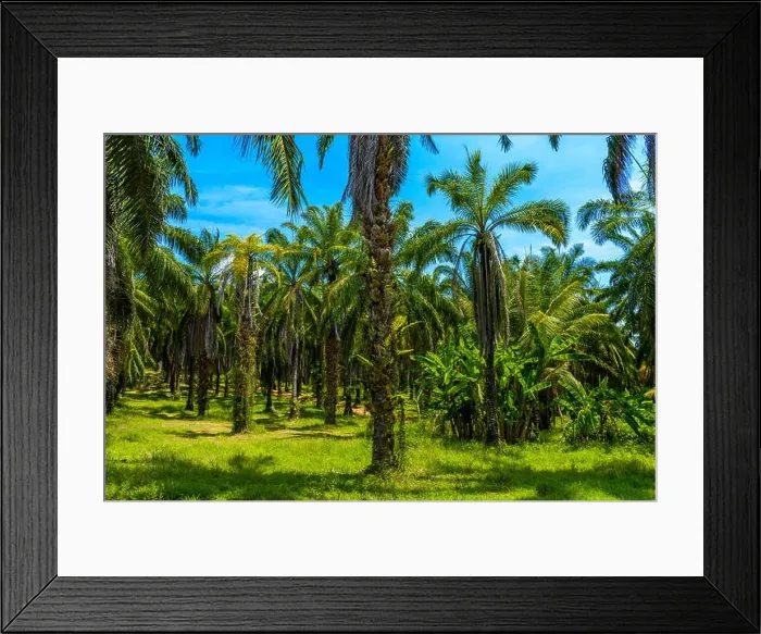Framed Print : Oil Palms plantation, Than Bok Khorani National Park, Krabi, Thailand Framed Print : Oil Palms plantation, Than Bok Khorani National Park, Krabi, Thailand