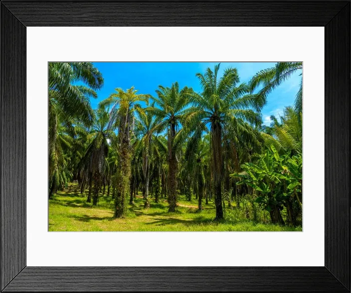 Framed Print : Oil Palms plantation, Than Bok Khorani National Park, Krabi, Thailand Framed Print : Oil Palms plantation, Than Bok Khorani National Park, Krabi, Thailand