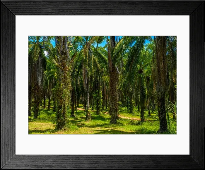 Framed Print : Oil Palms plantation, Than Bok Khorani National Park, Krabi, Thailand Framed Print : Oil Palms plantation, Than Bok Khorani National Park, Krabi, Thailand