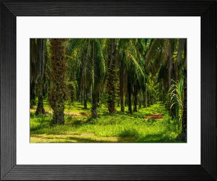 Framed Print : Oil Palms plantation, Than Bok Khorani National Park, Krabi, Thailand Framed Print : Oil Palms plantation, Than Bok Khorani National Park, Krabi, Thailand