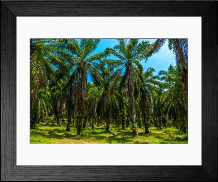 Framed Print : Oil Palms plantation, Than Bok Khorani National Park, Krabi, Thailand Framed Print : Oil Palms plantation, Than Bok Khorani National Park, Krabi, Thailand