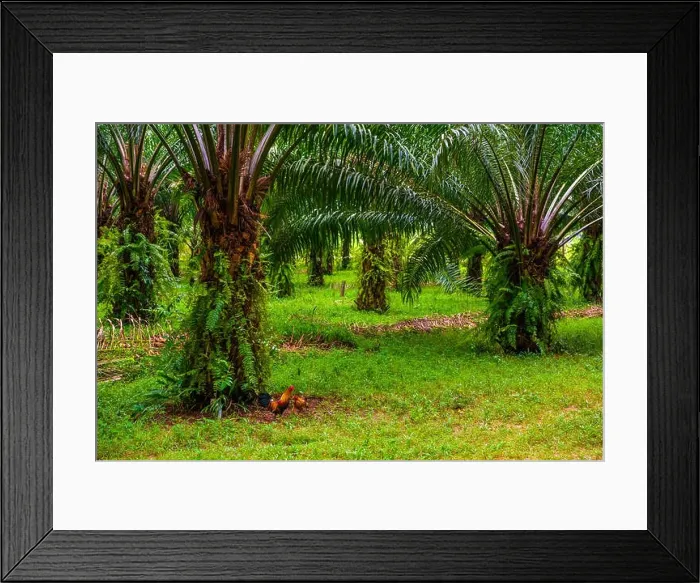 Framed Print : Oil palms plantation, tropical jungle, Phang-nga Thailand Framed Print : Oil palms plantation, tropical jungle, Phang-nga Thailand