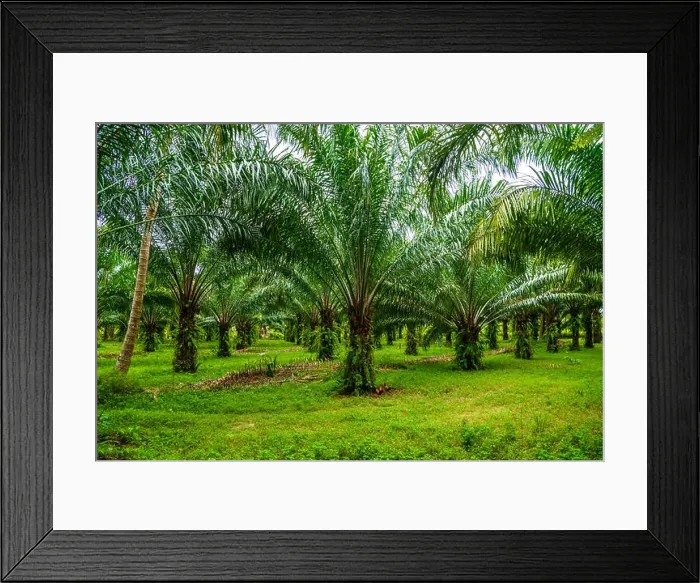 Framed Print : Oil palms plantation, tropical jungle, Phang-nga Thailand Framed Print : Oil palms plantation, tropical jungle, Phang-nga Thailand