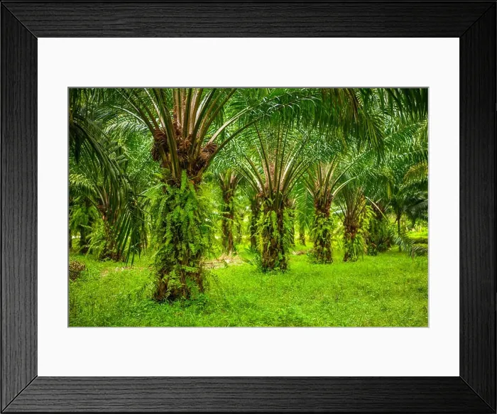 Framed Print : Oil palms plantation, tropical jungle, Phang-nga Thailand Framed Print : Oil palms plantation, tropical jungle, Phang-nga Thailand