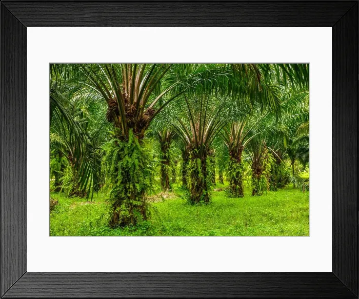 Framed Print : Oil palms plantation, tropical jungle, Phang-nga Thailand Framed Print : Oil palms plantation, tropical jungle, Phang-nga Thailand