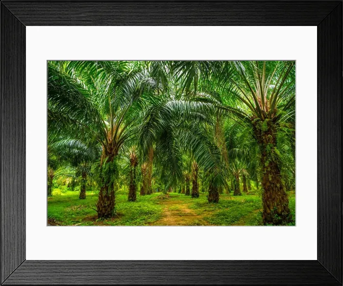 Framed Print : Oil palms plantation, tropical jungle, Phang-nga Thailand Framed Print : Oil palms plantation, tropical jungle, Phang-nga Thailand