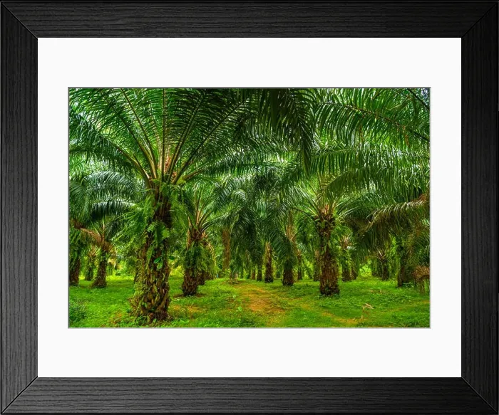 Framed Print : Oil palms plantation, tropical jungle, Phang-nga Thailand Framed Print : Oil palms plantation, tropical jungle, Phang-nga Thailand
