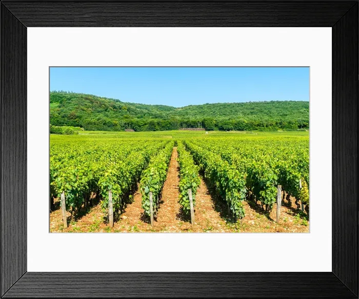 Framed Print : View of Cote de Nuits vineyards in Burgundy, France Framed Print : View of Cote de Nuits vineyards in Burgundy, France