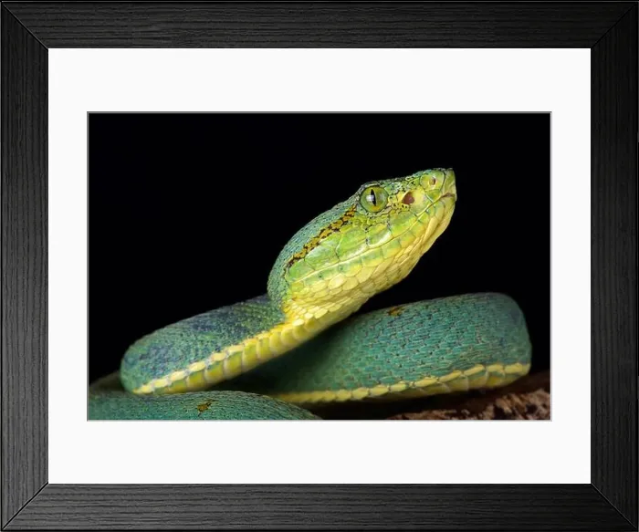 Framed Print : Green Jararaca (Bothrops bilineatus bilineatus) Framed Print : Green Jararaca (Bothrops bilineatus bilineatus)